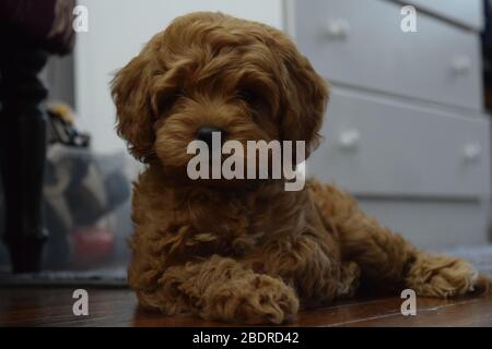 Jeune Cavapoo Puppy allongé sur le sol à la maison regardant bas Banque D'Images