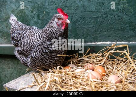 J'adore Gorgie Farm, Pâques, UN Hen avec ses œufs Banque D'Images