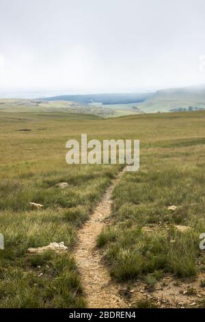 Un sentier de randonnée étroit à travers la prairie alpine austro-afro de la région de Cobham du Drakensberg, Afrique du Sud Banque D'Images