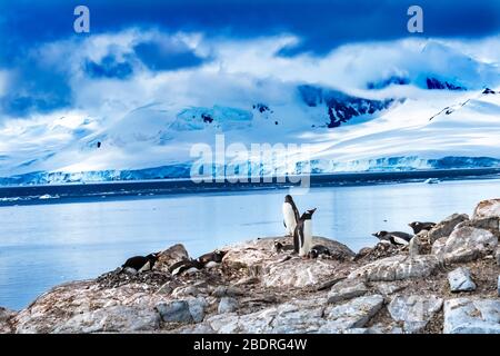 Gentoo Penguins Rookery Snow Mountains Bay Damoy point Antarctique Peninsula Antarctique. Banque D'Images