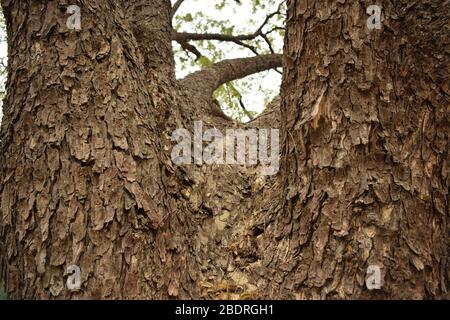 Arbre Bark texture robuste arrière-plan Macro stock photo image Banque D'Images