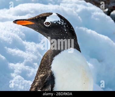 Gentoo Penguin Snow Highway Rookery Damoy point Antarctique Peninsula Antarctique. Banque D'Images