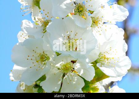 Fleurs blanches sur le fruit Banque D'Images