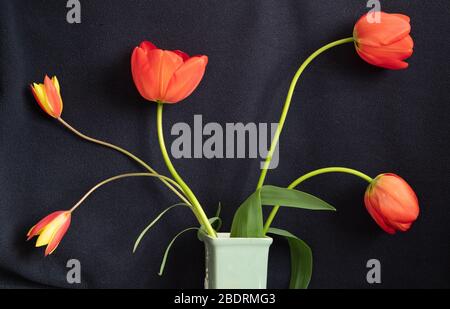 Arrangement floral de grandes tulipes de Darwin à Apeldoorn et le Gem de Tubergen multicolore de tulipe clusiana choisi dans le jardin au printemps. Banque D'Images