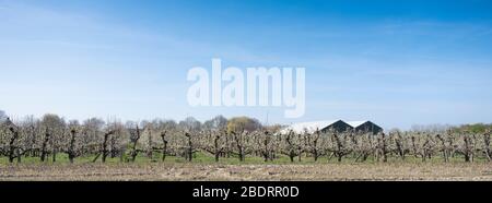 arbres fruitiers fleuris et grandes granges au centre des pays-bas Banque D'Images