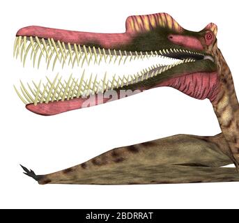 Zhenyuanopterus était un reptile carnivore de ptérosaure qui vivait en Chine pendant la période du Crétacé. Banque D'Images