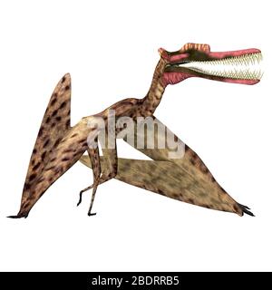 Zhenyuanopterus était un reptile carnivore de ptérosaure qui vivait en Chine pendant la période du Crétacé. Banque D'Images