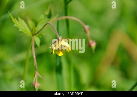 Gros plan sur la fleur d'un bois Aven,'Geum urbanum ', fleur d'été trouvée dans les marais, bois humides principalement sur Limestone.ancien bois sur les Mendips à Som Banque D'Images