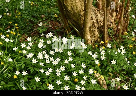 Bois Anemone 'Anemone nemorosa' et Lesser Celandine 'Ranunculus ficaria' tapis le sol du bois autour d'un vieux arbre de Hazel en coppique 'Corylus avel Banque D'Images