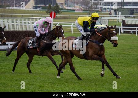 Course chevaux en action à l'hippodrome de Cheltenham pendant le Cheltenham Race Festival 2016. Lewis Mitchell Banque D'Images