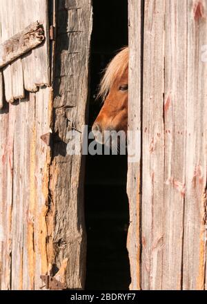 Adorable poney à la porte d'une grange. Ancienne grange en bois. Joli poney. Banque D'Images