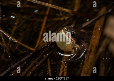 Grenouille boréale mâle (Pseudacris maculata) appelant d'un vieux bassin de bovins dans le comté de Jefferson, Colorado, États-Unis. Banque D'Images