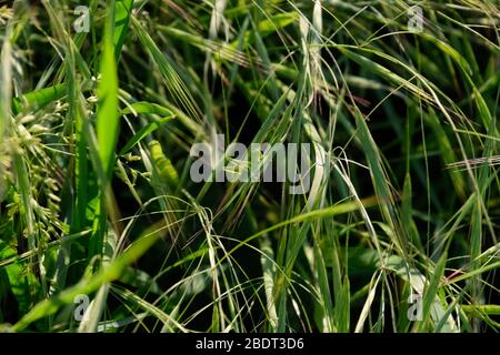La larve d'une sauterelle verte est assise sur une tige d'herbe. Banque D'Images