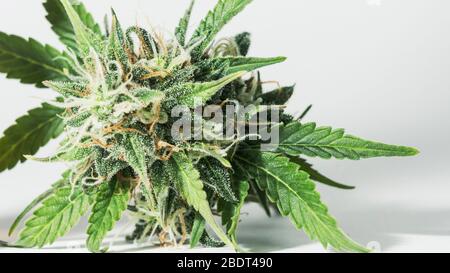 Gros plan macro des bourgeons de marijuana médicale frais qui poussent à l'intérieur. Le cannabis est un concept de plantes ou de médecine alternative, utilisant le chanvre pour le traitement Banque D'Images