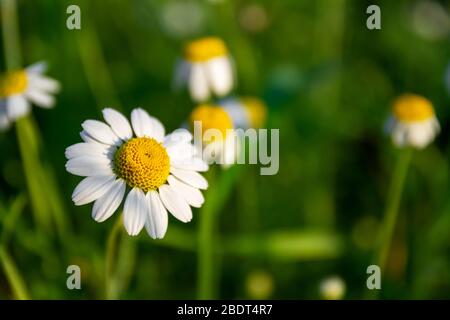 Fleurs de printemps. Pharmacie en guirlande sur le terrain. Chamomilles blancs dans l'herbe verte. Champ vert avec plantes médicinales, fond de nature pour le printemps. CLO Banque D'Images