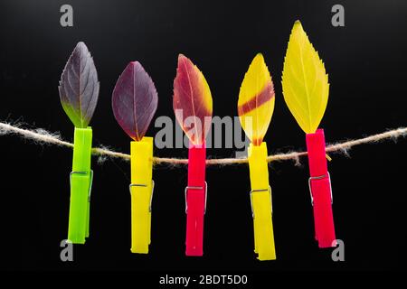 Feuilles colorées d'automne sur des clothespins sur fond sombre. Gros plan Banque D'Images