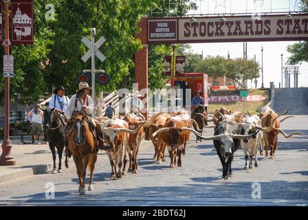 Fort Worth, Texas - septembre 2009: Un troupeau de bovins qui défilent à travers les parcs de fort Worth accompagnés de cow-boys à cheval Banque D'Images