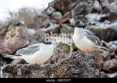 Un couple de Goéland à queue de Swallow (Creagrus furcatus) qui sont les seuls goélands au monde avec vision nocturne, l'île de Genovesa, le parc national de Galapagos. Banque D'Images
