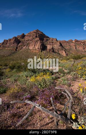 Les fleurs sauvages fleurissent en mars dans le monument national de Cactus, le désert de Sonoran, Ajo, Arizona, États-Unis. Banque D'Images