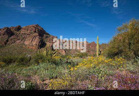 Les fleurs sauvages fleurissent en mars dans le monument national de Cactus, le désert de Sonoran, Ajo, Arizona, États-Unis. Banque D'Images