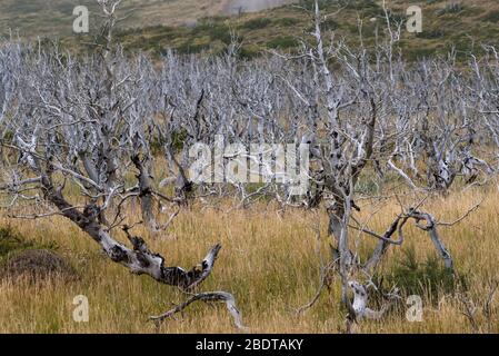 Arbres morts dans le parc national de Torres del Paine, Patagonie, Chili Banque D'Images