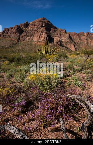 Les fleurs sauvages fleurissent en mars dans le monument national de Cactus, le désert de Sonoran, Ajo, Arizona, États-Unis. Banque D'Images