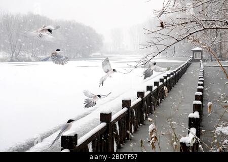 Champ de danse de neige volant Banque D'Images