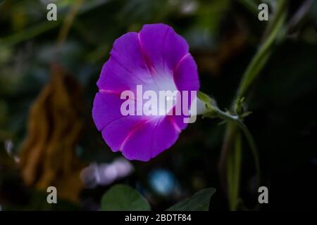 flor de campana morada Photo Stock - Alamy