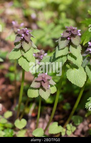 Lamium purpurem - ortie rouge. Banque D'Images