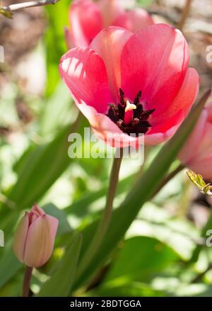 Tulipe « impression rose ». Banque D'Images