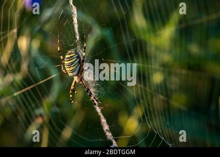 Une araignée multicolore weaves une toile d'araignée sur une journée ensoleillée.insecte. Animal.image de l'araignée multicolore Argiope pulchellla. Banque D'Images