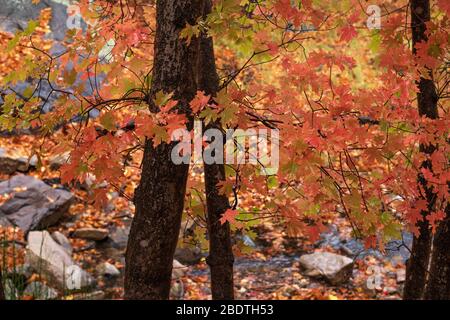 Des gouttelettes d'une pluie d'automne illuminent les feuilles d'automne dans la réserve de Ramsey Canyon, Hereford, Arizona, États-Unis. Banque D'Images