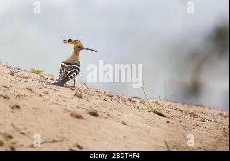 Gros plan, bel oiseau, Hoopoe africain, Upupa epops africana sur le sol avec l'écusson érigé, à la recherche de vers. Hoopoe africain sur la savane. Bas Banque D'Images