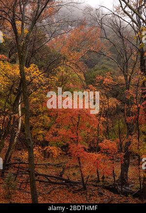 Des gouttelettes d'une pluie d'automne illuminent les feuilles d'automne dans la réserve de Ramsey Canyon, Hereford, Arizona, États-Unis. Banque D'Images