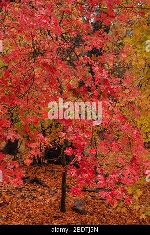 Des gouttelettes d'une pluie d'automne illuminent les feuilles d'automne dans la réserve de Ramsey Canyon, Hereford, Arizona, États-Unis. Banque D'Images