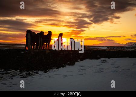 Chevaux islandais (Equus ferus cavallus) au coucher du soleil dans le paysage islandais, Islande Banque D'Images