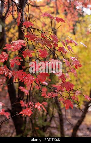 Des gouttelettes d'une pluie d'automne illuminent les feuilles d'automne dans la réserve de Ramsey Canyon, Hereford, Arizona, États-Unis. Banque D'Images