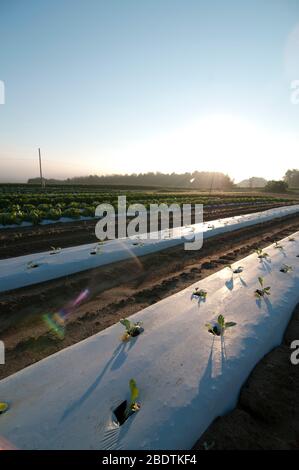 Des rangées de légumes nouvellement plantés sur une petite ferme Banque D'Images