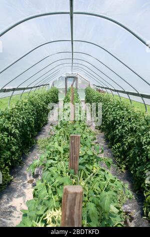 De plus en plus les tomates en serre Banque D'Images