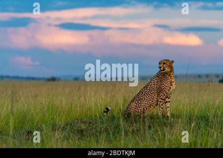 un guépard se trouve dans l'herbe et analyse les environs Banque D'Images