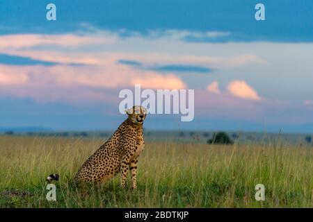 un guépard se trouve dans l'herbe et analyse les environs Banque D'Images