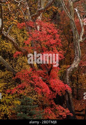 Des gouttelettes d'une pluie d'automne illuminent les feuilles d'automne dans la réserve de Ramsey Canyon, Hereford, Arizona, États-Unis. Banque D'Images