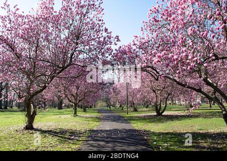 Les arbres Magnolia en pleine floraison bordent une passerelle dans un parc, avec de magnifiques fleurs roses et pleines de fleurs. Les branches créent un pont sur la passerelle. Banque D'Images