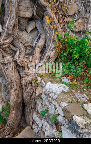 Les racines des arbres poussent le long du mur de briques Banque D'Images