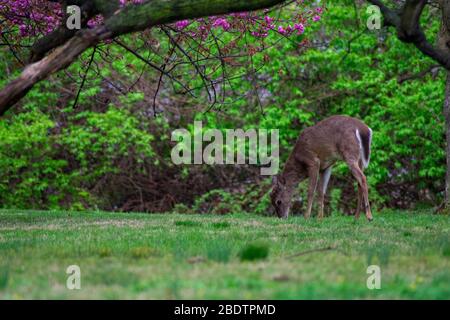 Un cerf à queue blanche qui fait de l'herbe sur le sol au printemps Banque D'Images