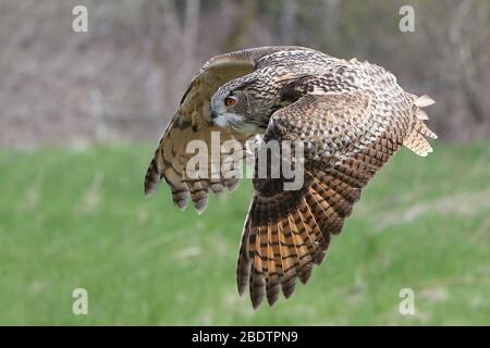 La hibou eurasien de l'aigle à mi-vol Banque D'Images