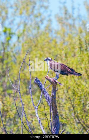 Osprey (Pandion halietus) manger du poisson dans la réserve naturelle nationale de Blackwater. Comté de Dorchester. Maryland. ÉTATS-UNIS Banque D'Images