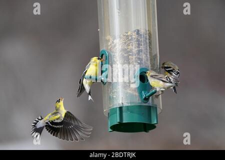 Moles de finale mâle en or autour du système d'alimentation des oiseaux Banque D'Images