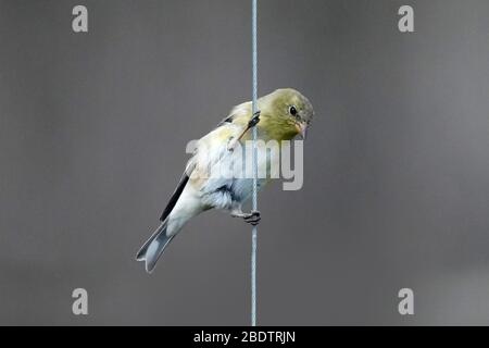 Moles de finale mâle en or autour du système d'alimentation des oiseaux Banque D'Images