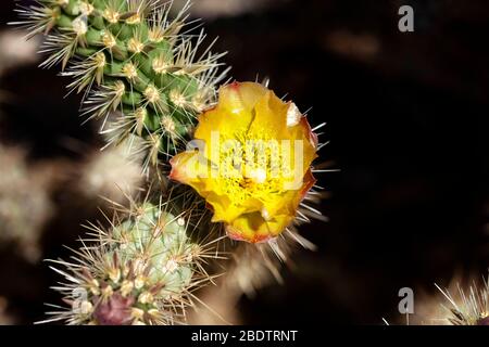 Une fleur jaune fleurit sur un cactus dans le désert d'Anza Borrego, en Californie du Sud. Banque D'Images